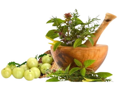 aloe herbal removebg preview
